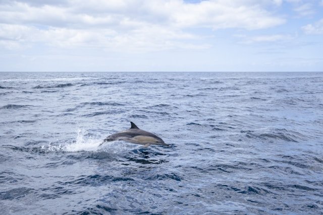 Bruny Island Tasmania Wildlife Cruises