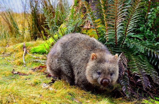 Wombat Central Highland Tasmania