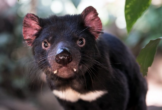 tasmanian devil tasmania