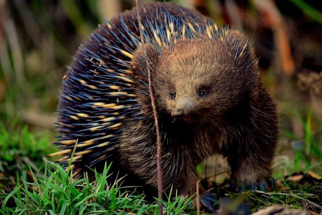 East Coast Tasmania Travel Guide: Beaches, National Parks, Towns & Road Trips