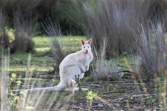 Bruny Island Tasmania Travel Guide: Best Things to Do & Places to Visit