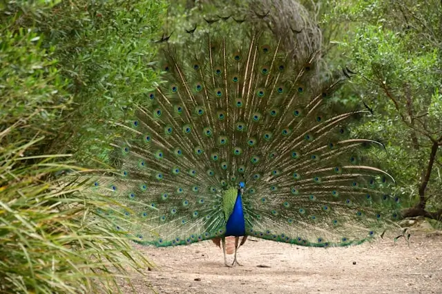 Wildlife in Cataract Gorge Launceston Tasmania 