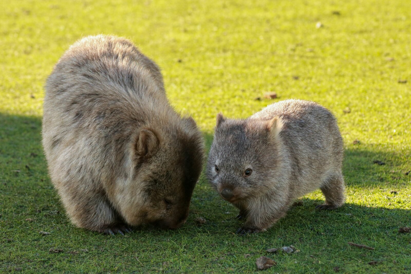 East Coast Tasmania Travel Guide: Beaches, Towns, National Parks & Road Trips