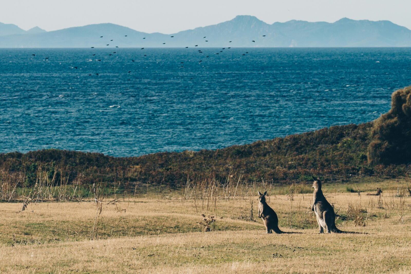 East Coast Tasmania Travel Guide: Beaches, Towns, National Parks & Road Trips